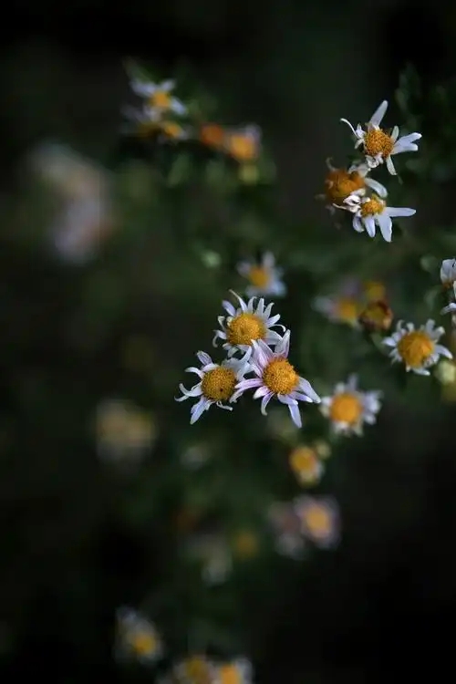 野菊花的花朵并不大,星星点点的小花,丛丛簇簇的花枝,在风中,摇曳四望