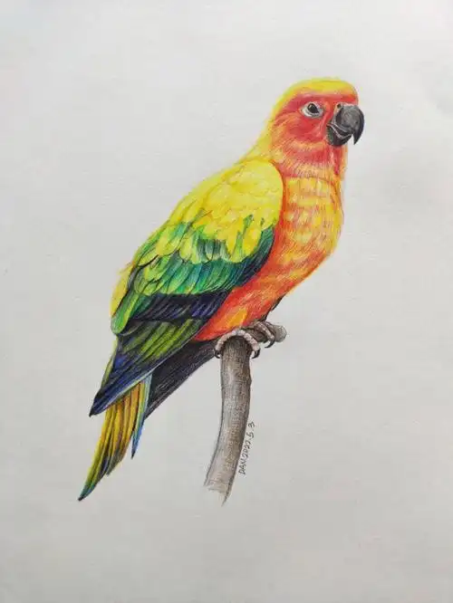 彩铅鸟鹦鹉步骤