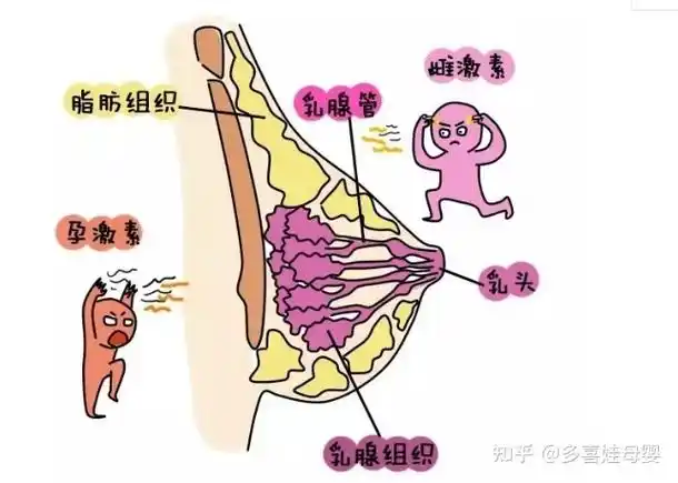 乳头为什么会变大变黑怀孕后乳房的7个常见问题