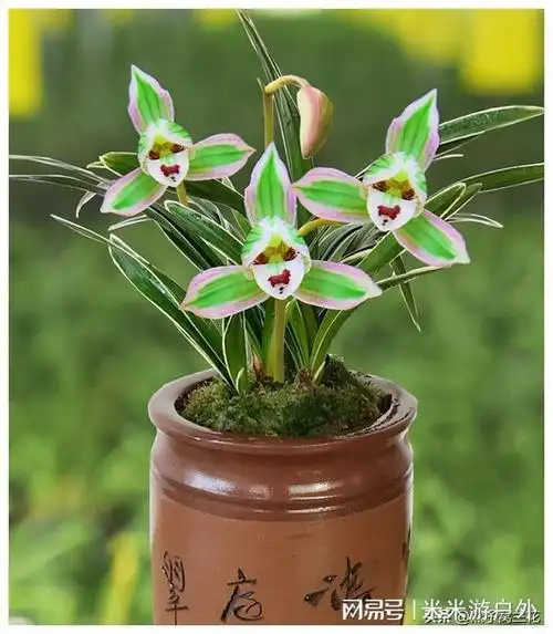 今年花展"屡获"金奖的兰花,花型奇特,芳香四溢,开花后,真美