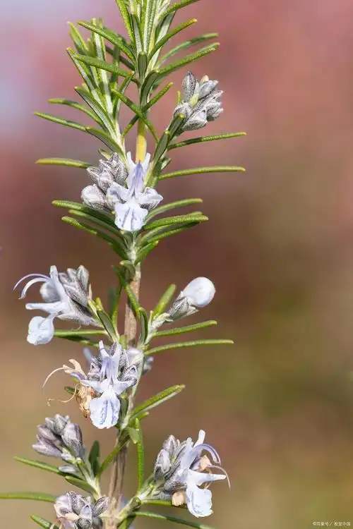 迷迭香花的独特之处