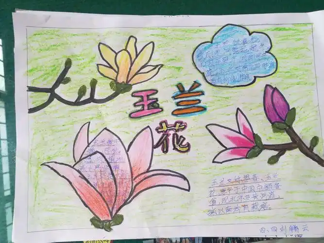 小学生白玉兰手抄报小学生手抄报