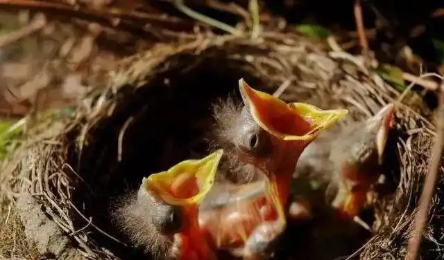 把喜鹊蛋换成鸡蛋竟然能孵出小鸡这是什么原理