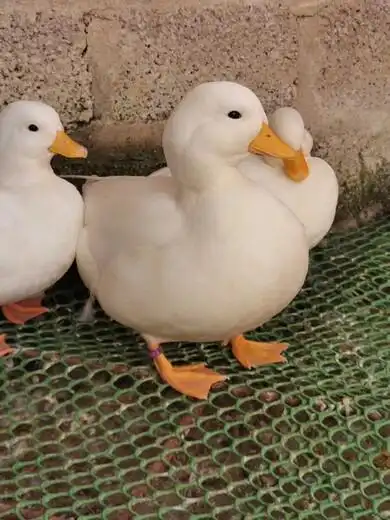 01-17 12:47:53编号:242stf2500684a管理标准价面议产品名宠物柯尔鸭