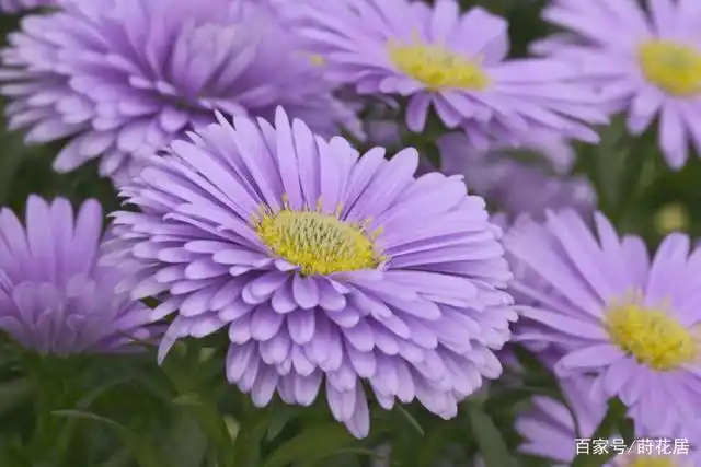 紫菀,秋天花园里的紫色小精灵