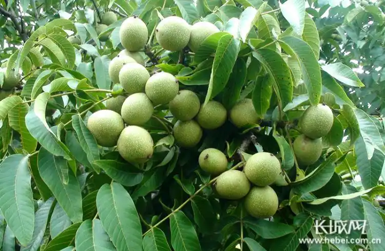 河北迁西:金秋时节果飘香 核桃园里丰收忙