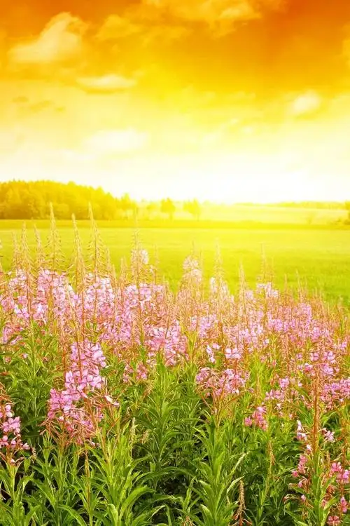 阳光是非常温暖的,沐浴在阳光下,让人很多烦恼都被蒸发.