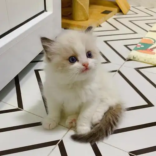 两个月的小布偶萌萌哒海双