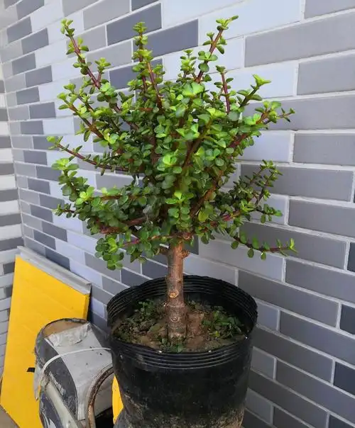 金枝玉叶造型老桩多肉植物大颗肉肉多头办公室室内盆栽花卉绿植