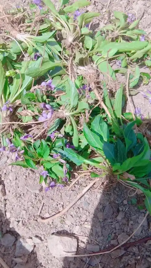 你们知道这是什么药材吗?我们叫犁头草.你们那儿叫什么?