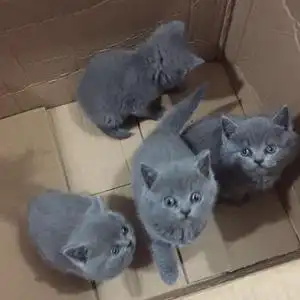 蓝猫活体猫咪幼崽蓝猫英短蓝猫宠物猫幼猫家养小猫咪活物蓝猫家养