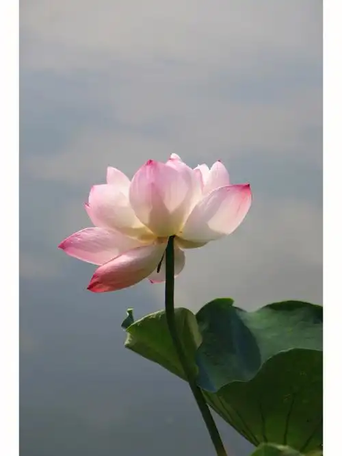 一朵荷花绽放了整个夏天