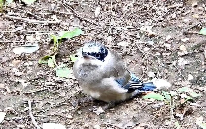 灰喜鹊幼崽