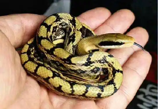 老人常说:家蛇不能打,为什么不能打?真的科学吗?