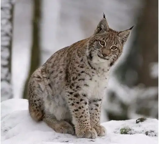 猫为什么打不过野狸子野狸子是家猫的天敌