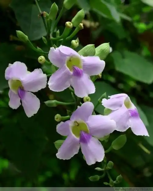 秋蕊香一一大花老鸦嘴