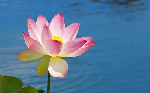 水上莲花花瓣-清新主题壁纸