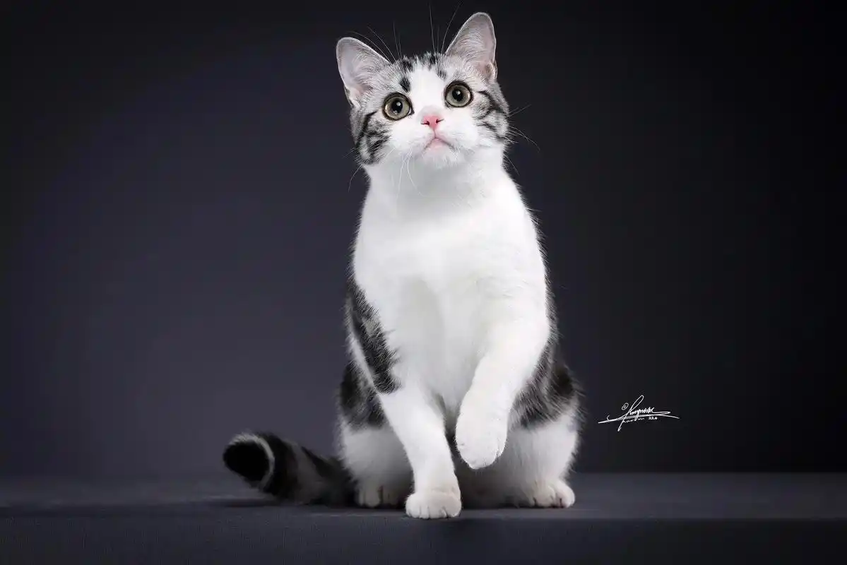 美短加白起司猫.今年给我来一打这样的毛孩纸 #美短#美短虎斑 - 抖音