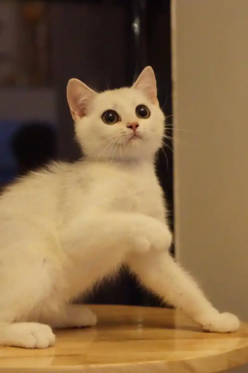 银渐层金血弟弟,4.8生日,性 - 抖音