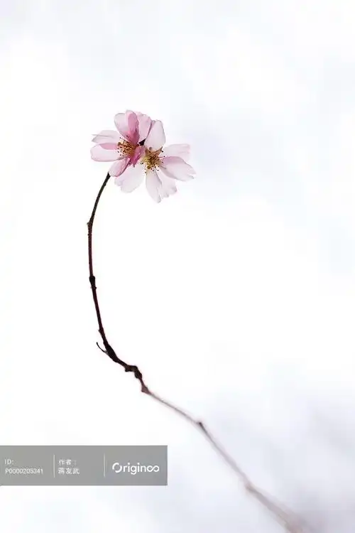 一枝花 - originoo 图片详情 #小清新# #美景# #壁纸# #植物