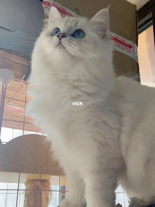 圣诞节上架一只长毛银点妹妹