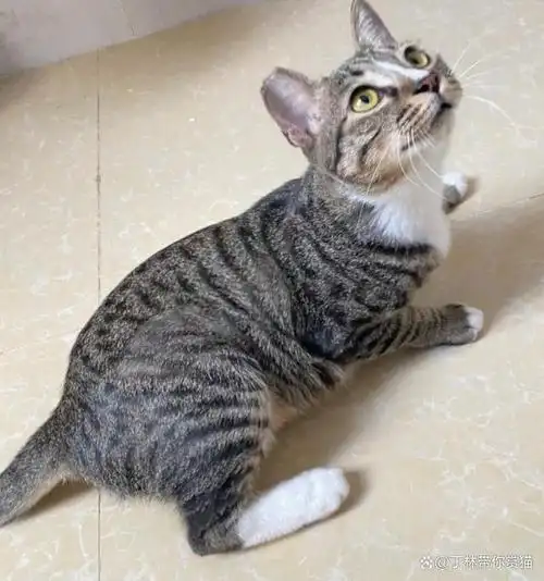 大中华田园猫—狸花猫