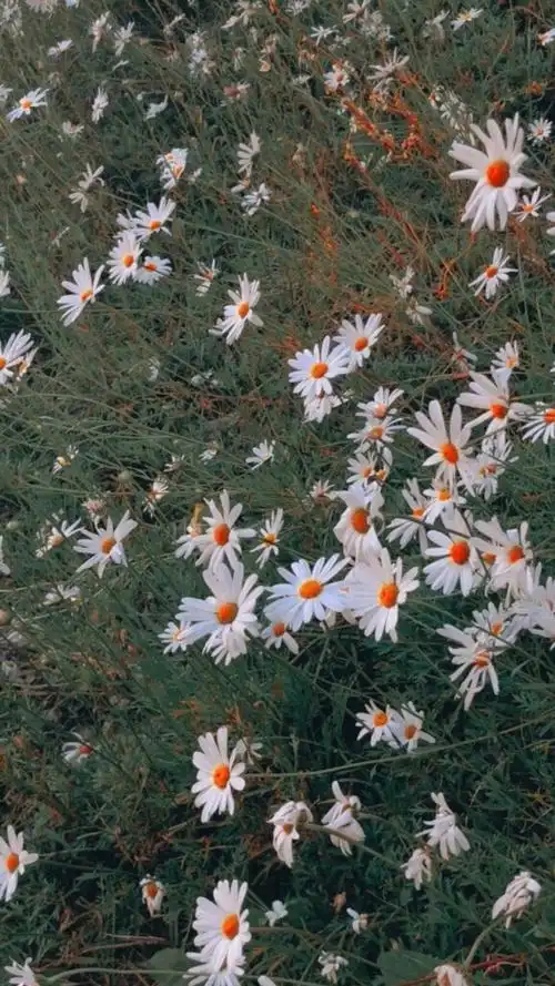 小清新壁纸图源:ins@ june.picc