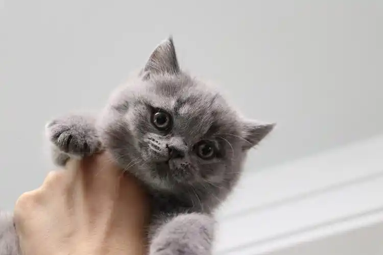 603英短纯蓝公沐米猫舍英短双血统蓝猫