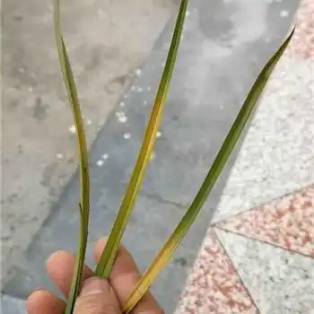 蕙兰朱金变形草带芽