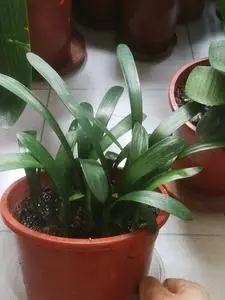 花艺窄叶君子兰,黄百合,摇曳多姿.