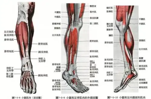 【涨知识】全身只有小腿粗的人怎么瘦小腿?