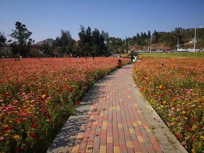 惊艳初秋石狮被这片花海包围了