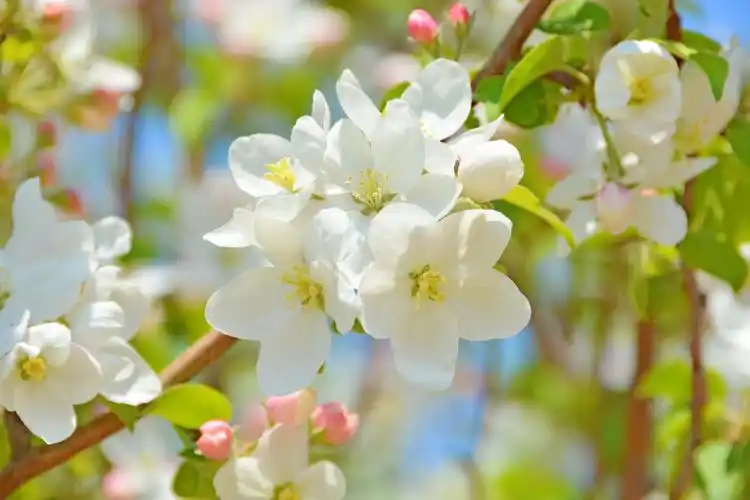 白海棠花原创拍摄