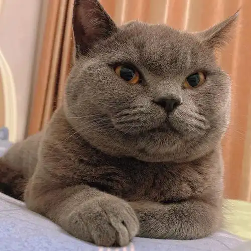 英短蓝猫