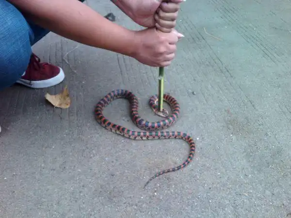 红黑相间的蛇是什么蛇,有毒没有