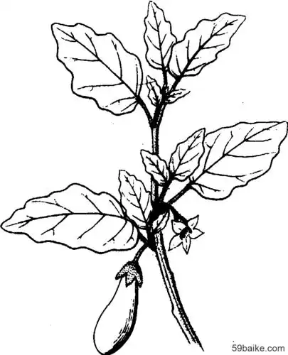 茄子- 蔬菜百科