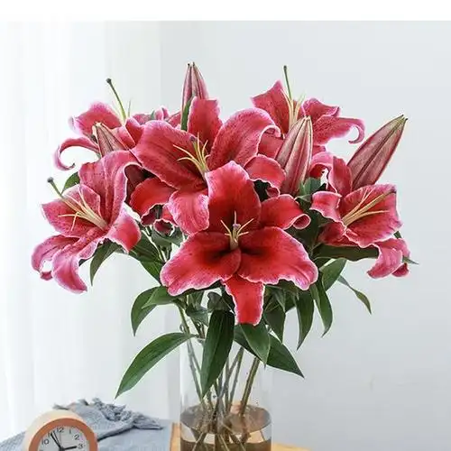 黑美人卡瓦娜百合花语