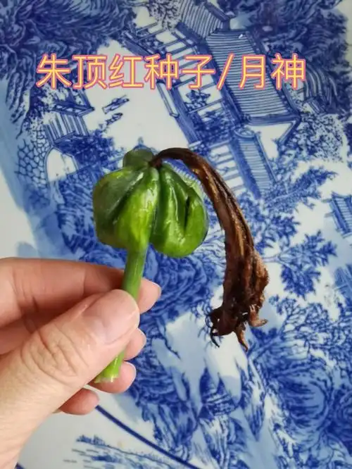 种子搞断了打开有些熟了,有些未熟泡水来试试能不能发芽#朱顶红#朱顶