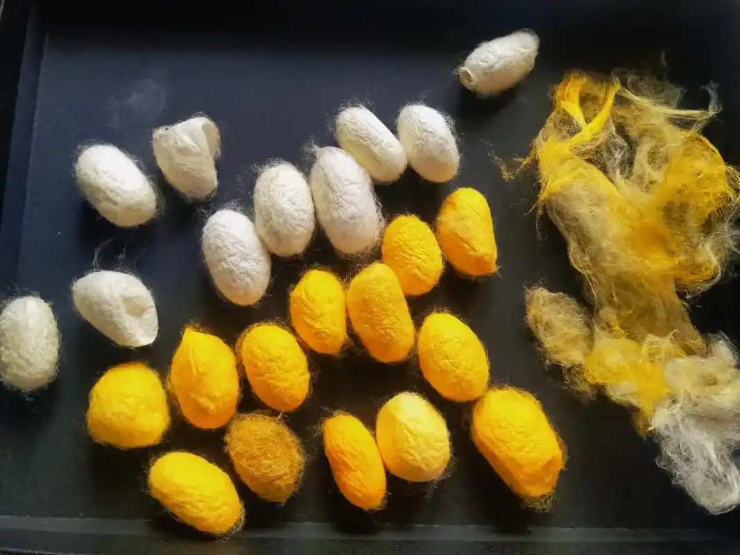 喂了20几天的蚕破茧成蝶啦～～～它们的成长过程我都留着,一只 - 抖音