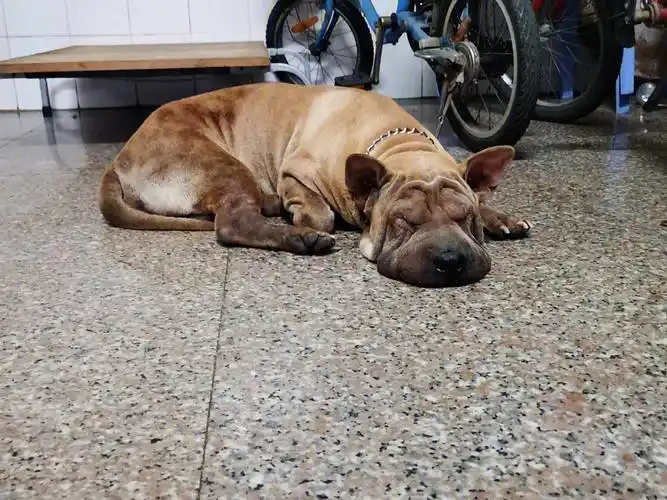 一只颓废的沙皮狗