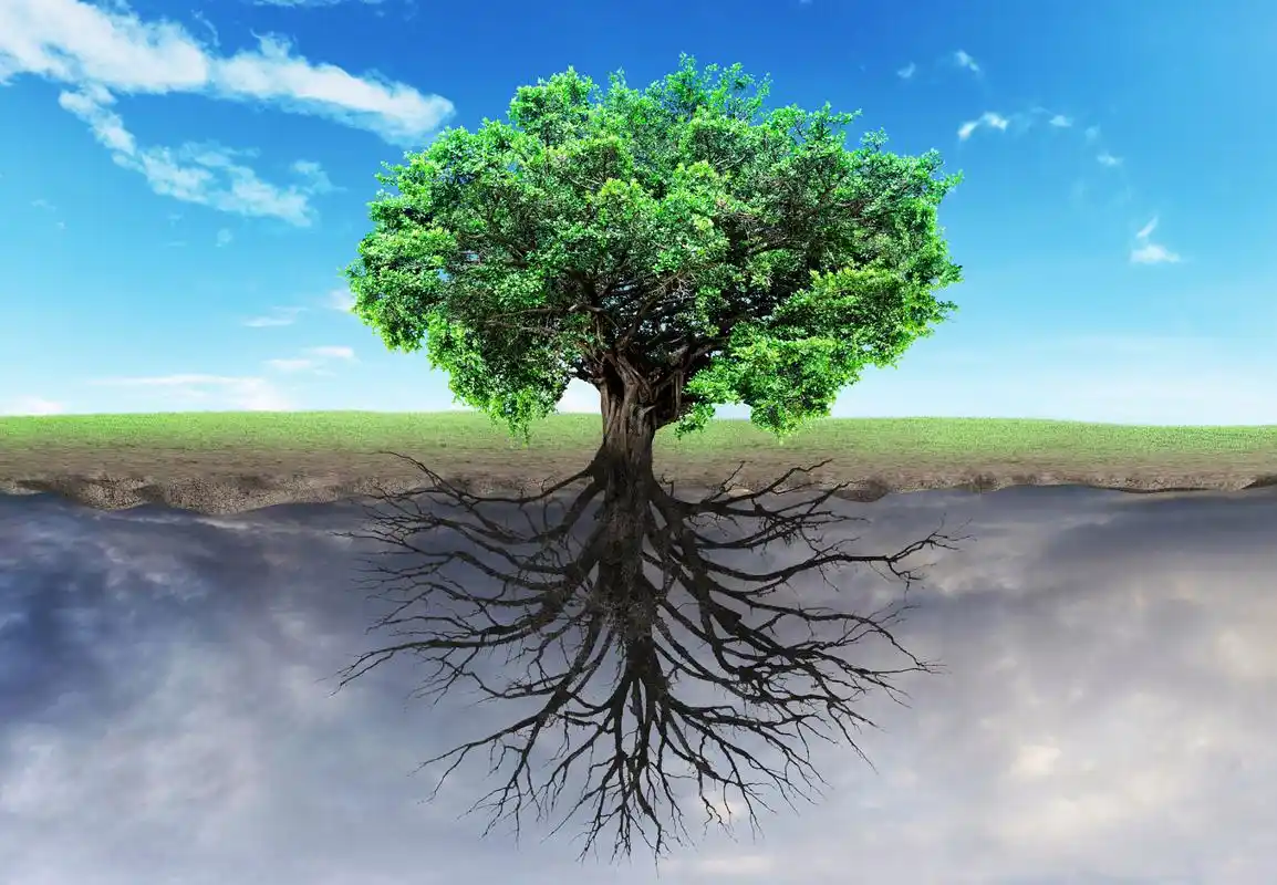 反观人,一出生似乎便没有了根,生命之花日渐暗淡,枯萎.