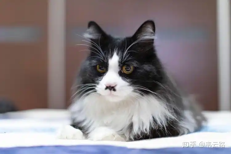 如何用手机拍好一只乌云盖雪的猫