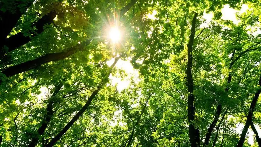 春天的树林绿色植物环境森林树林大树清新自然仰拍太阳照耀阳光背景