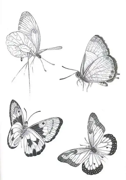蝴蝶 白描画谱