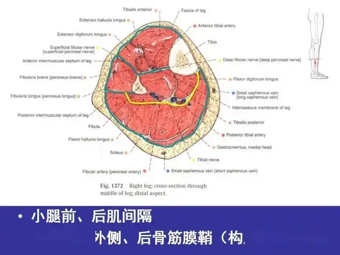 腿部局部解剖