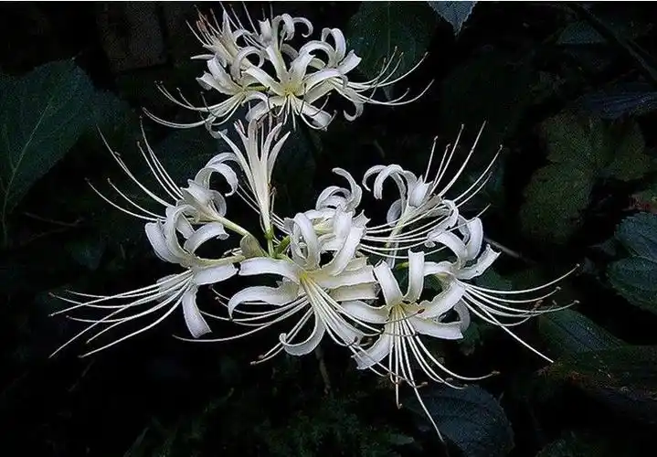 展开全部 白花石蒜,亦称"彼岸花""曼陀罗华"