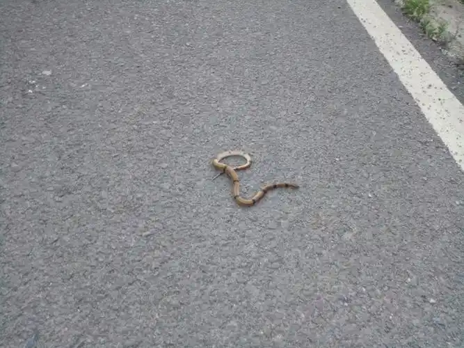 请问这种是什么蛇?谢谢