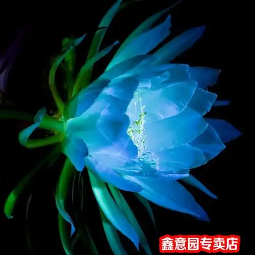 商品详情是否含花盆:不含盆颜色分类:昙花红色3年当年开花苗 昙花蓝色