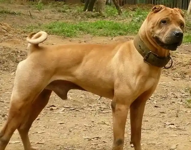 沙皮狗多少钱一只 杂交沙皮狗特点-文化号