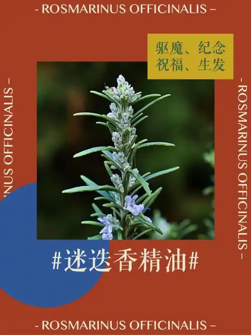 因为丝绸之路的开通,迷迭香大约在曹魏时期便来到中国,当时被当作佩戴